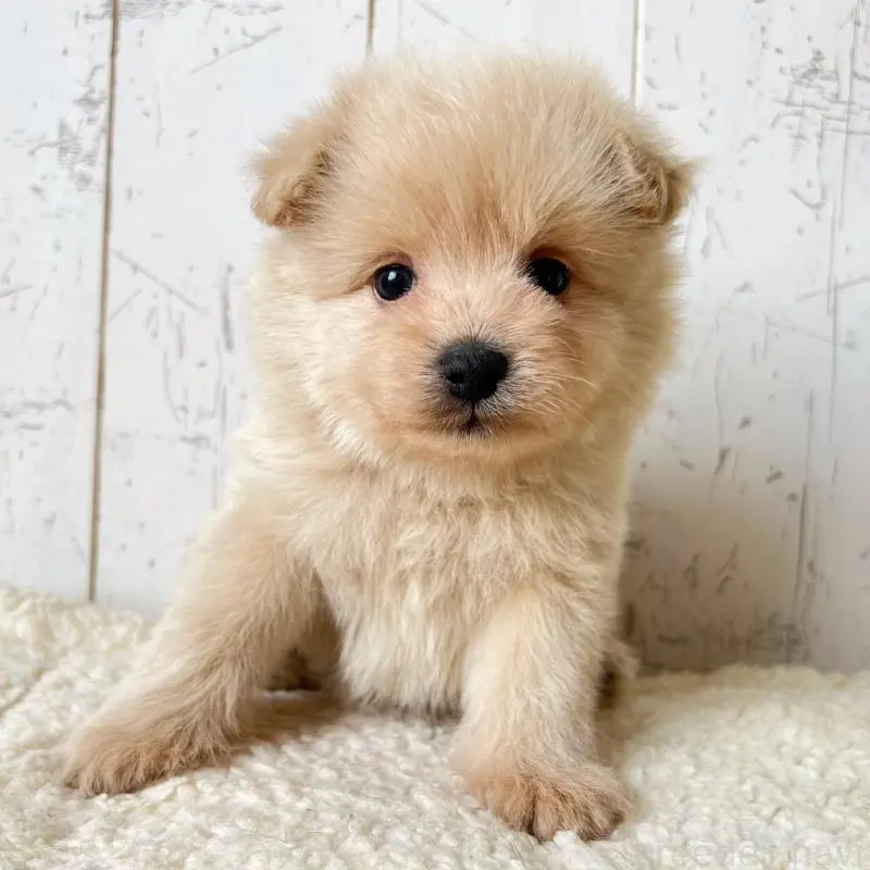 販売中の千葉県のポメプー:ポメラニアン×トイプードル-455199