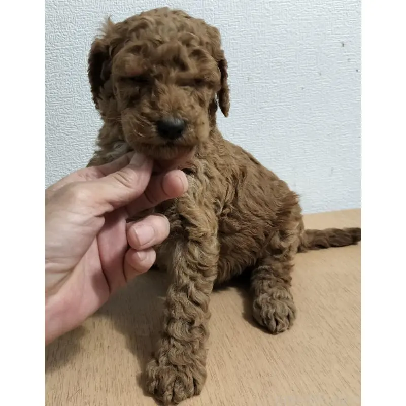 販売中の岐阜県のスタンダードプードル-455241