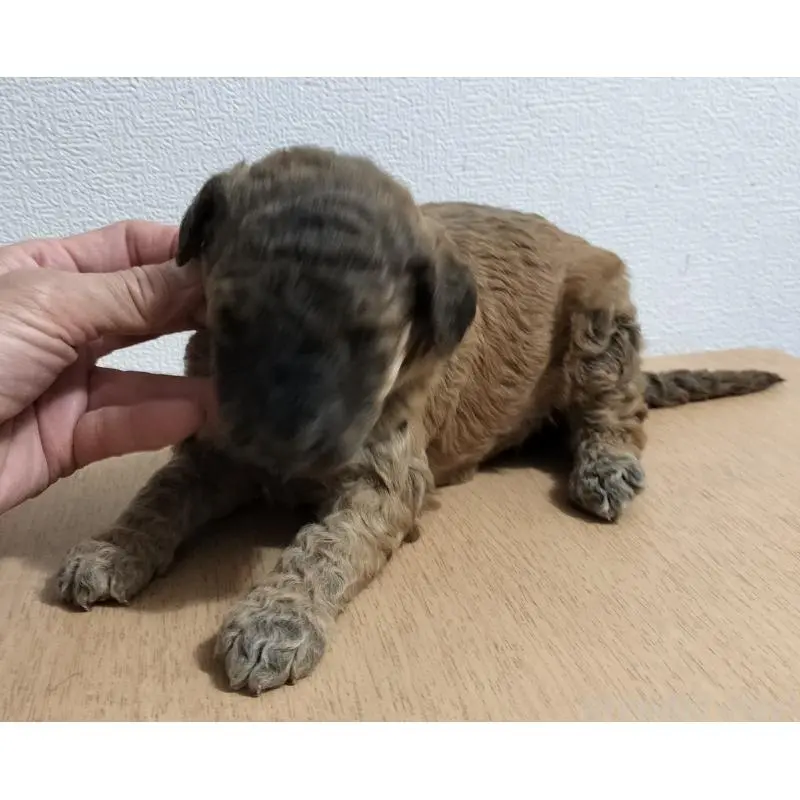 販売中の岐阜県のボルゾイドゥードル:ボルゾイ×スタンダードプードル-455246