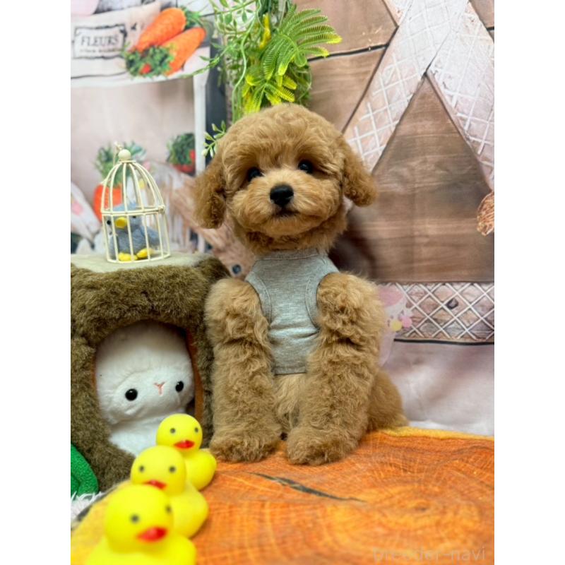 販売中の山形県のトイプードル-449197