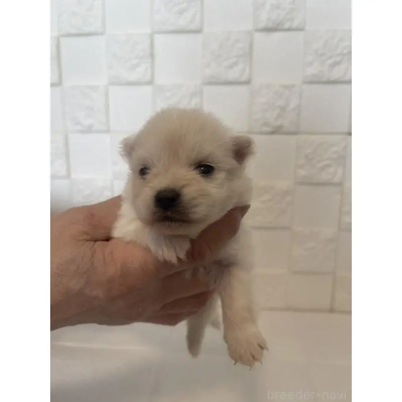 販売中の群馬県のポメラニアン-455300