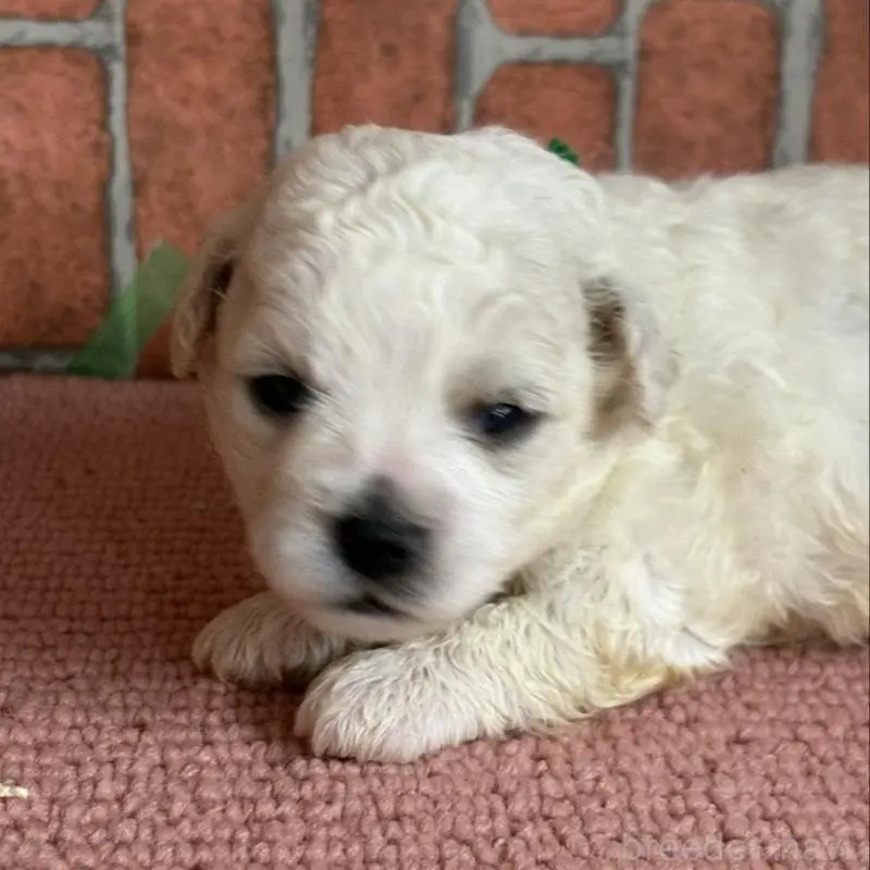 販売中の埼玉県のビションフリーゼ-455310