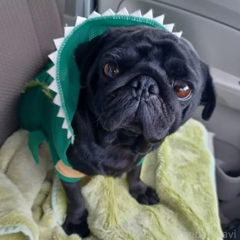 販売中の山形県のパグ-455321