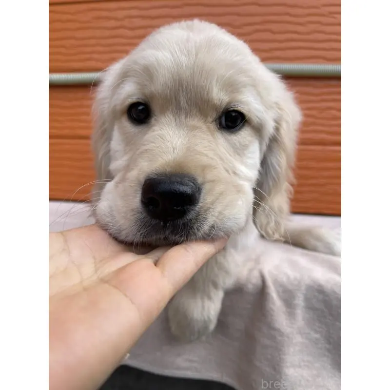 販売中の茨城県のゴールデンレトリーバー-455322