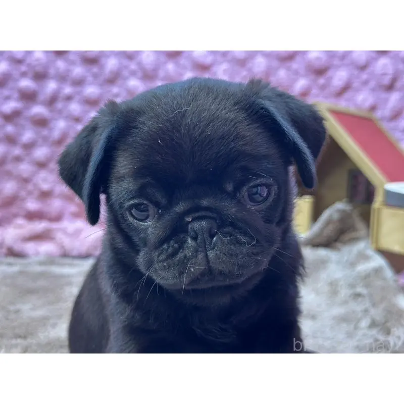 販売中の茨城県のパグ-455328