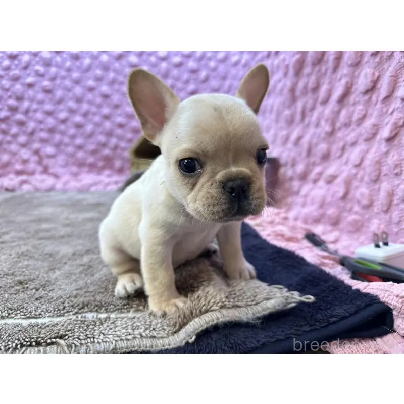 販売中の茨城県のフレンチブルドッグ-455335
