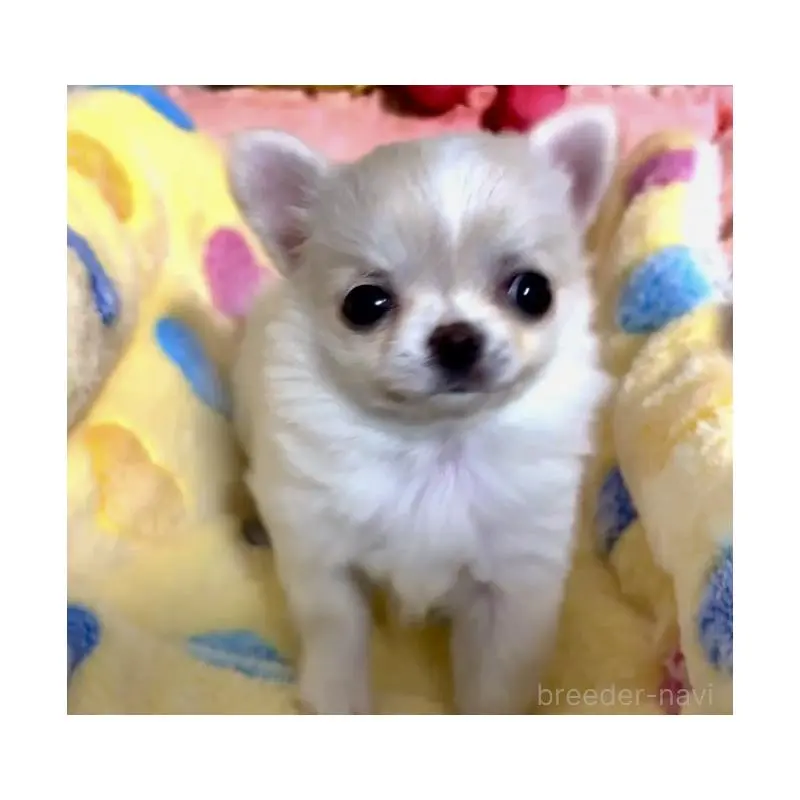 販売中の大阪府のチワワ(ロングコート)-455352