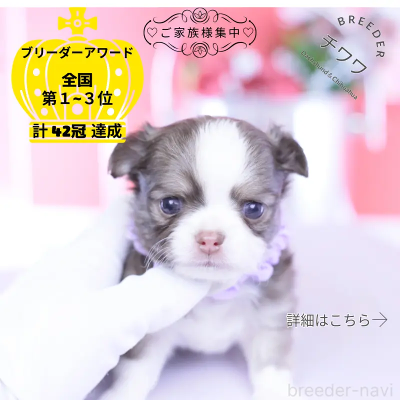 販売中の愛知県のチワワ(ロングコート)-455359