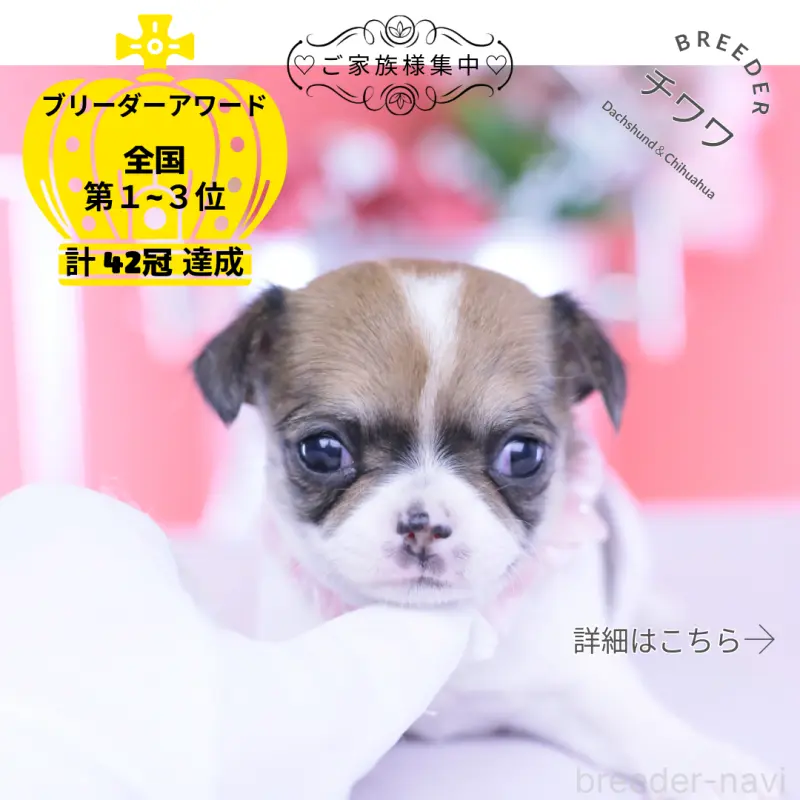 販売中の愛知県のチワワ(スムースコート)-455361