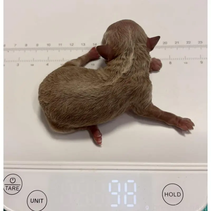 販売中の埼玉県のトイプードル-455363