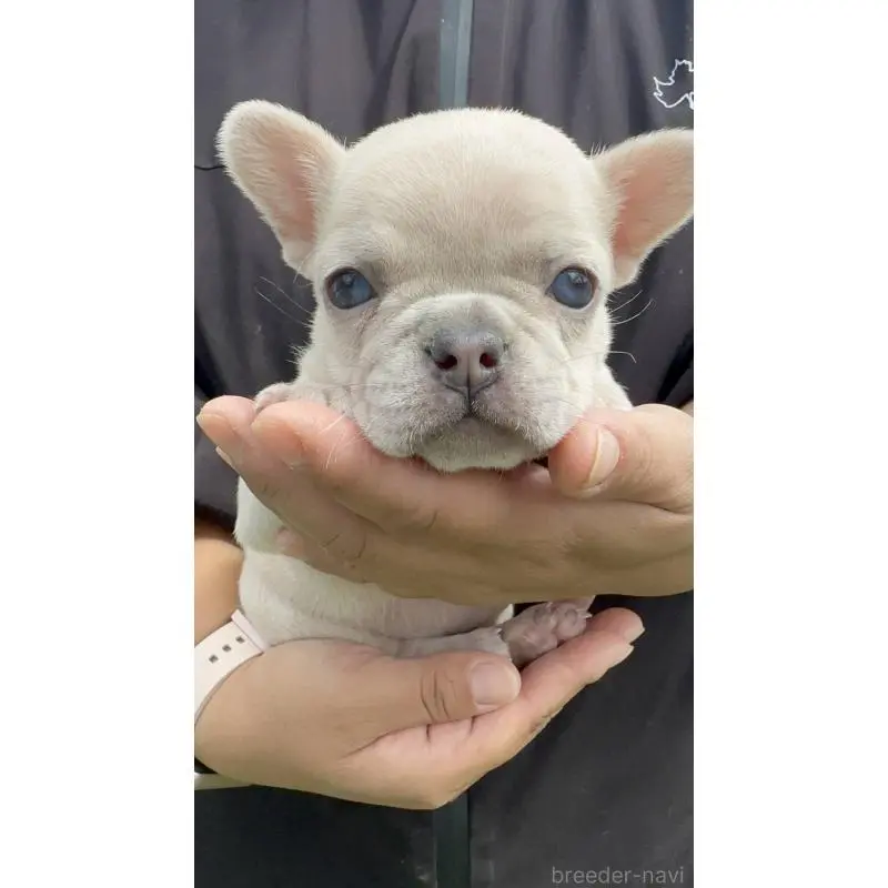 販売中の愛媛県のフレンチブルドッグ-455366