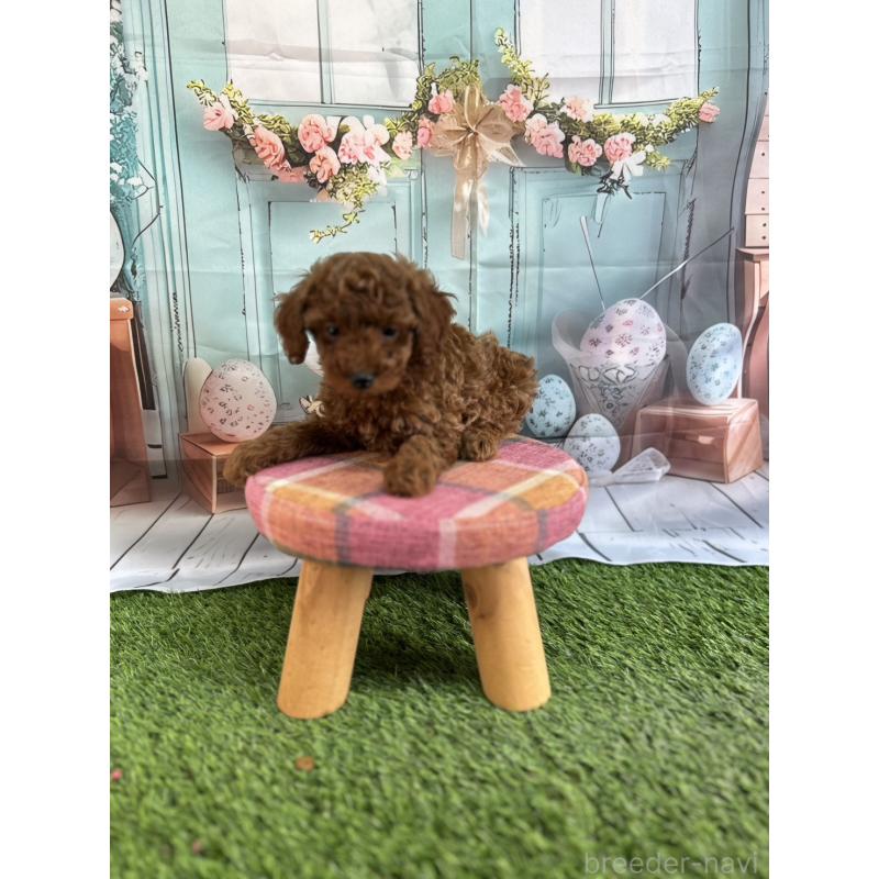 販売中の北海道のトイプードル-449429