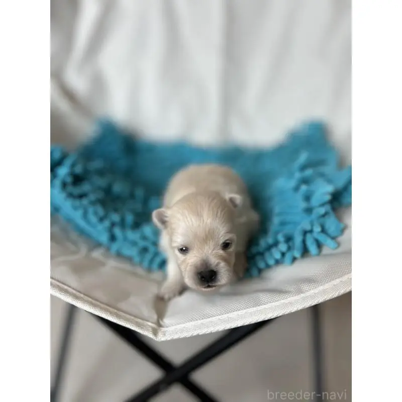 販売中の北海道のポメラニアン-455374