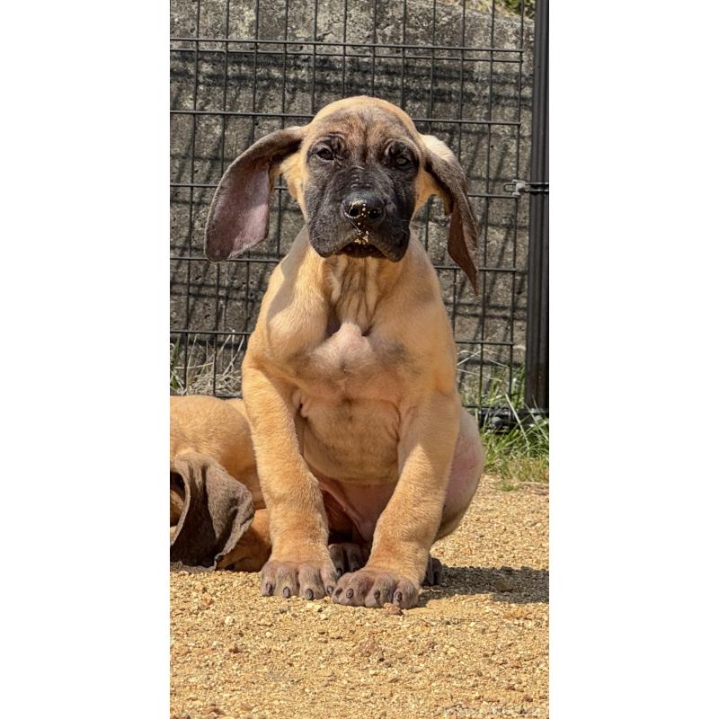 販売中の徳島県のグレートデン-450590