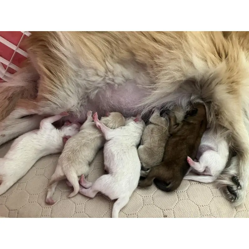 販売中の千葉県のポメラニアン-455386