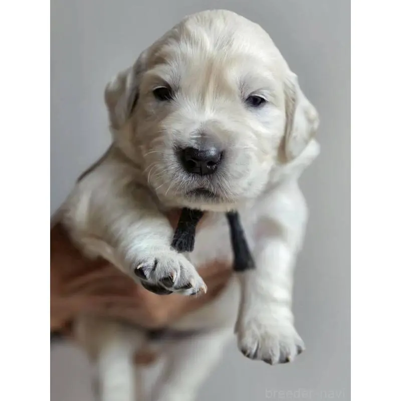 販売中の長野県のゴールデンレトリーバー-455401