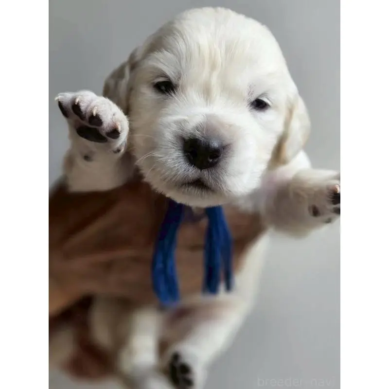 販売中の長野県のゴールデンレトリーバー-455402