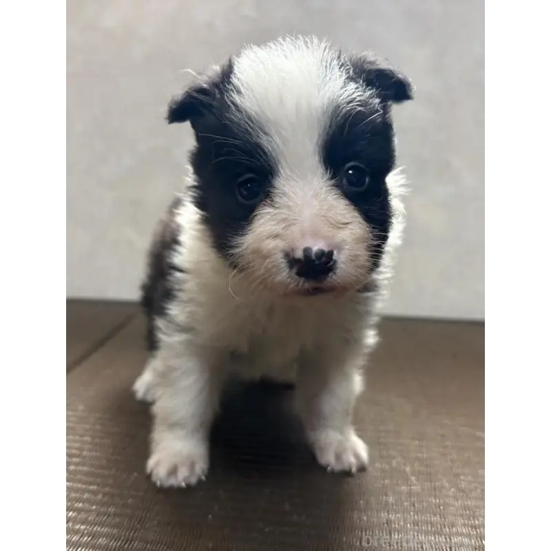 販売中の東京都のボーダーコリー-455412