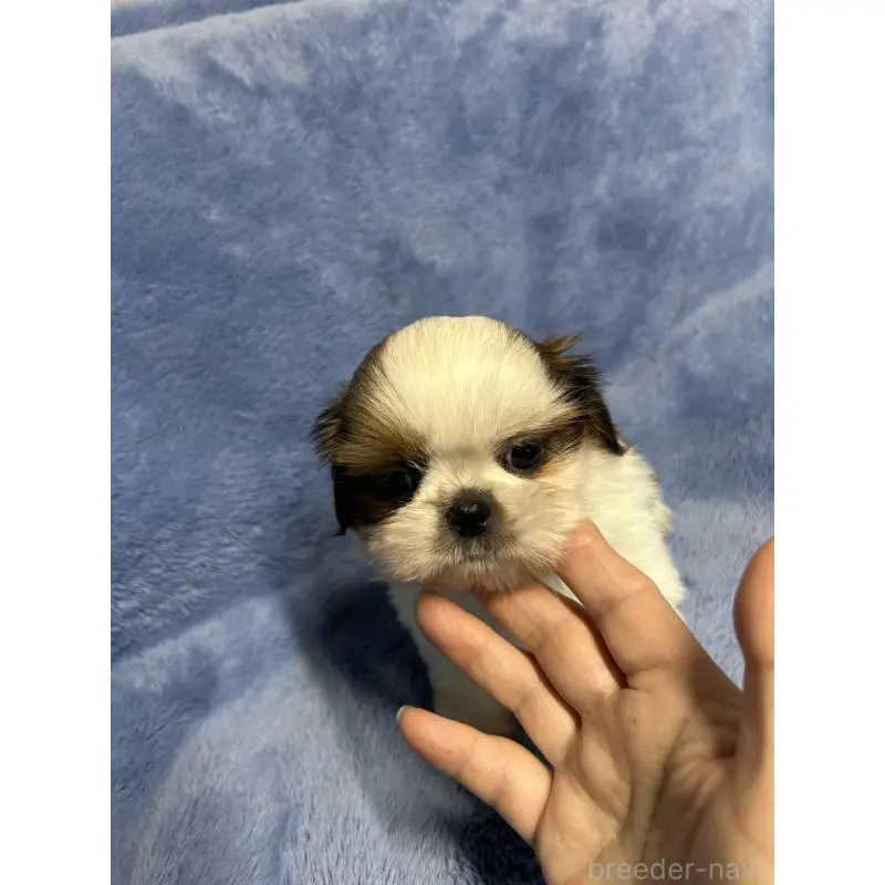 販売中の佐賀県のシーズー-455414