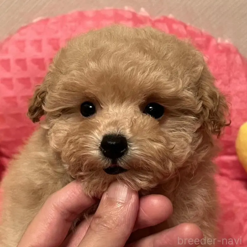 販売中の福岡県のタイニープードル-455417