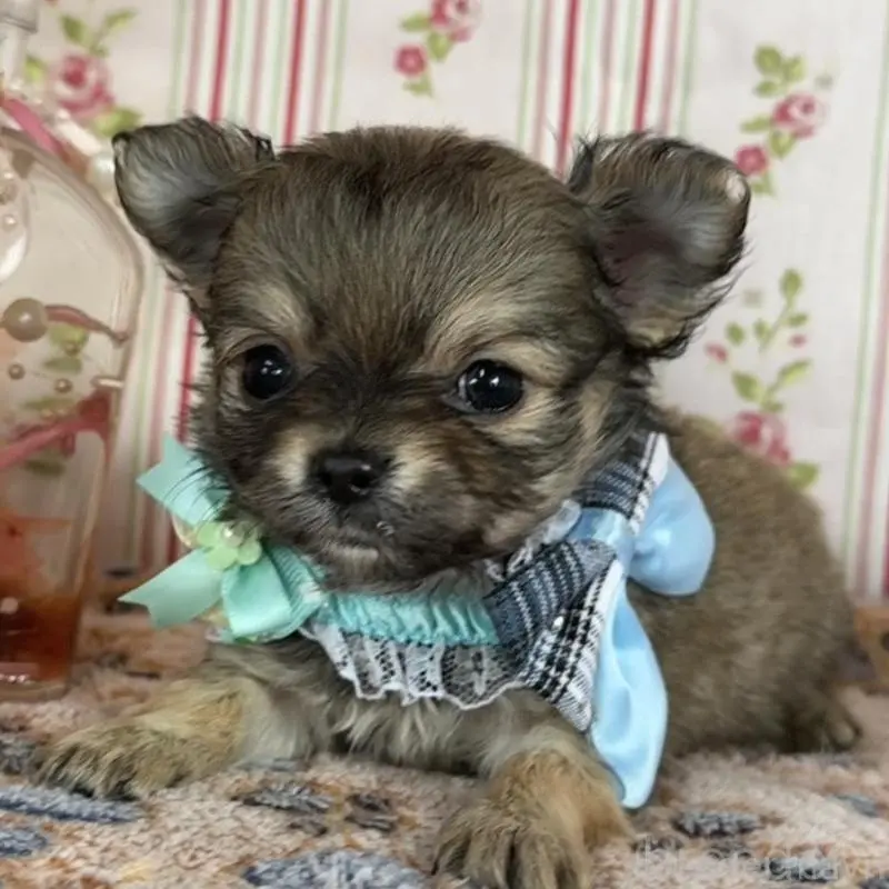 販売中の福岡県のチワワ(ロングコート)-455419