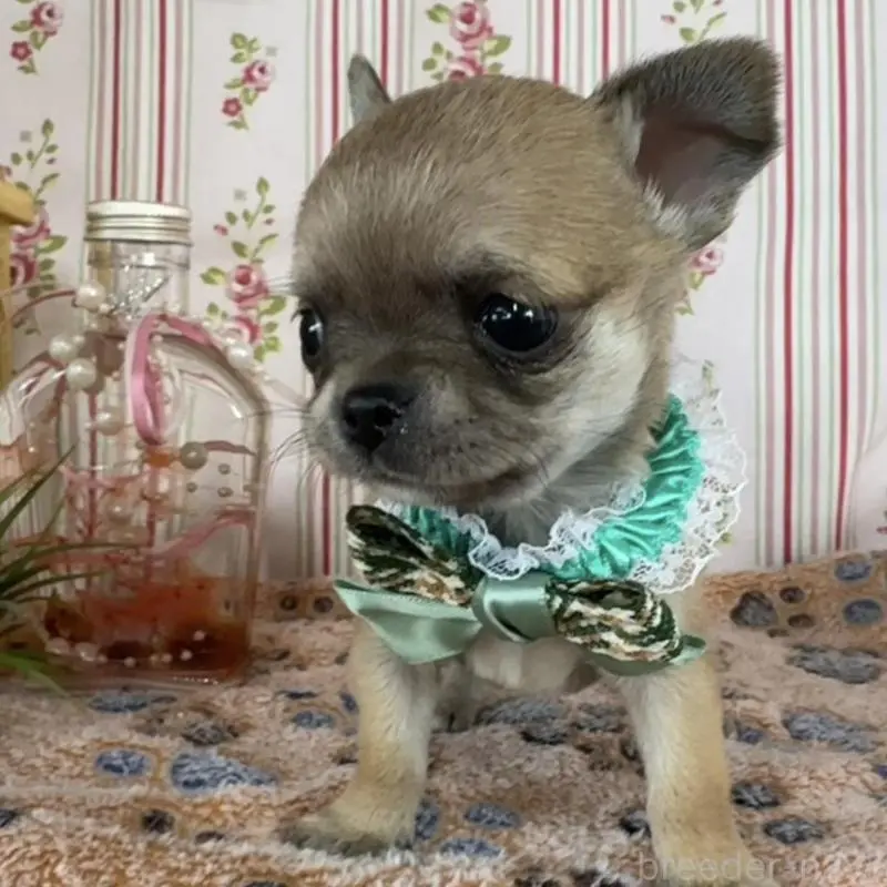 販売中の福岡県のチワワ(スムースコート)-455420