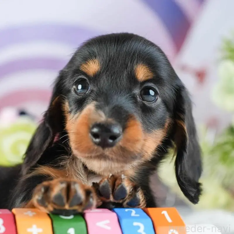 販売中の茨城県のミニチュアダックスフンド(ロングヘアード)-455657