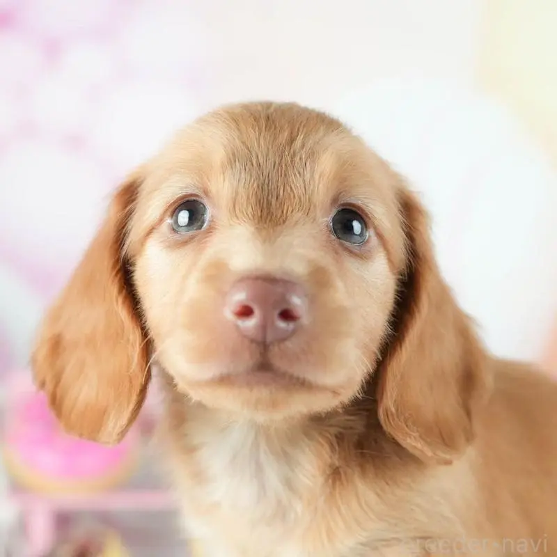 販売中の茨城県のミニチュアダックスフンド(ロングヘアード)-455658