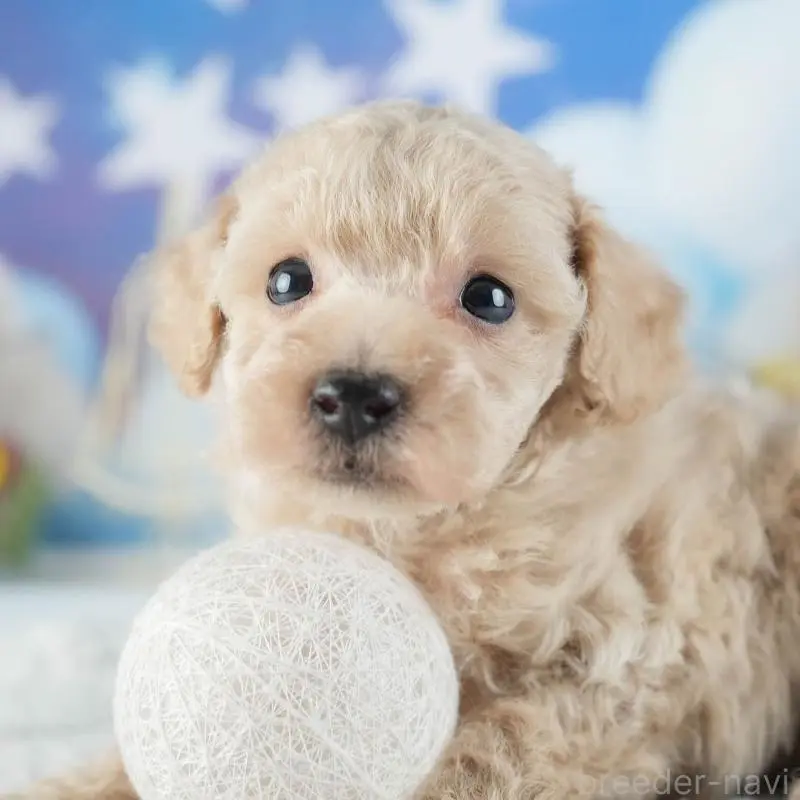 販売中の茨城県のトイプードル-455629