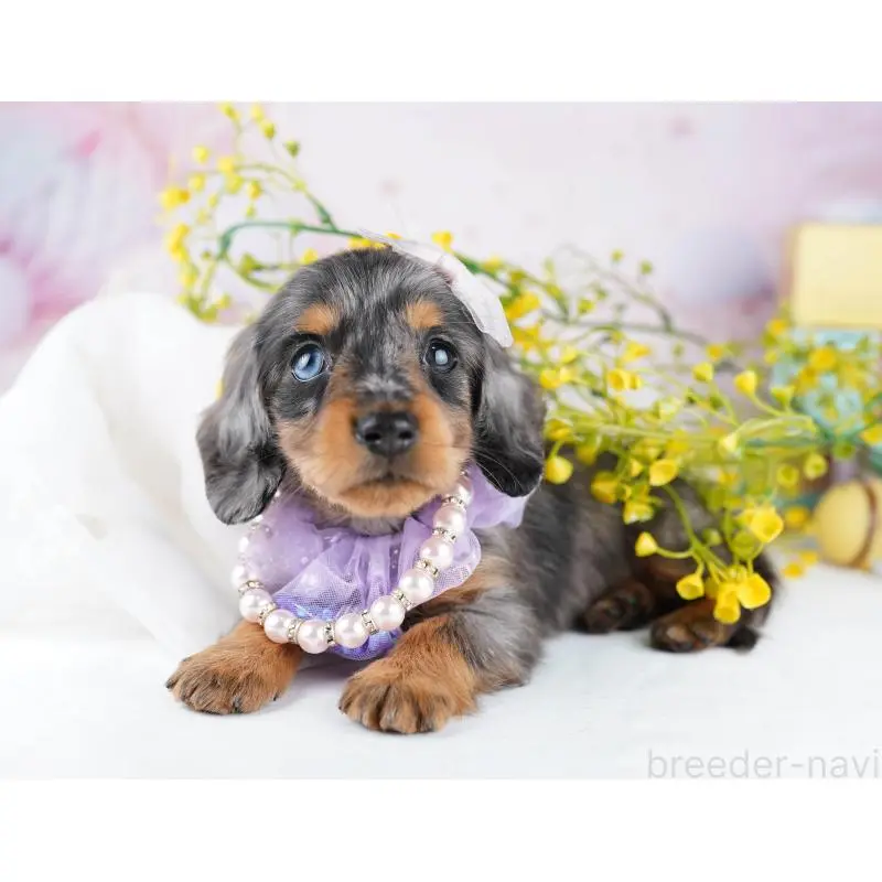 販売中の千葉県のカニンヘンダックスフンド(ロングヘアード)-455857