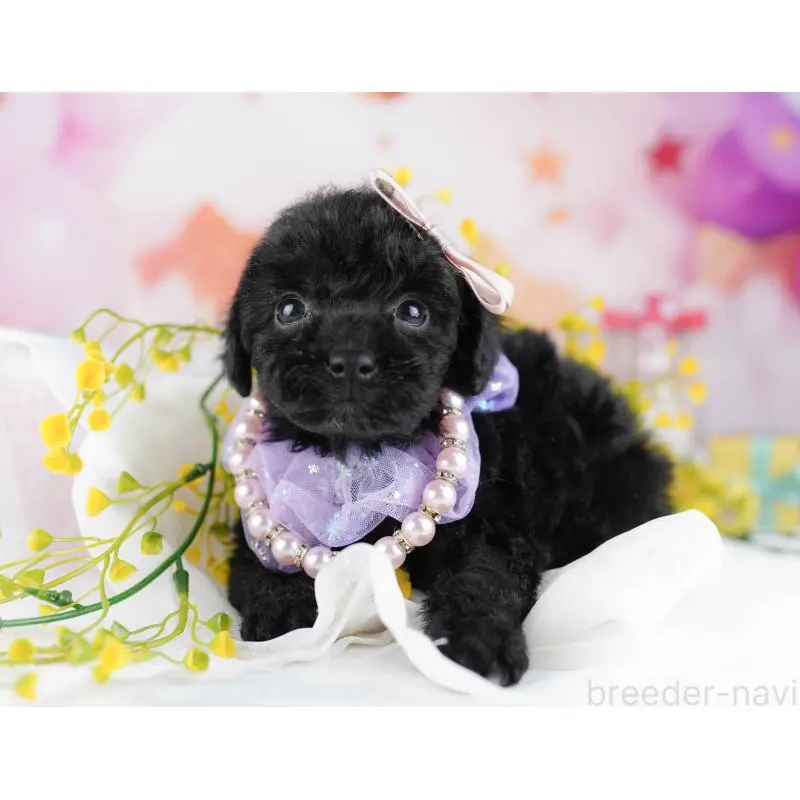 販売中の千葉県のトイプードル-455883