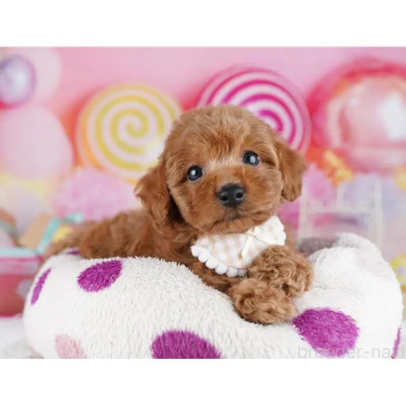 販売中の千葉県のトイプードル-455868