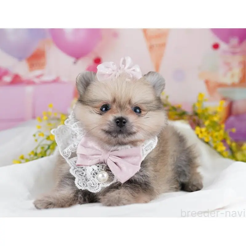 販売中の千葉県のポメラニアン-455882