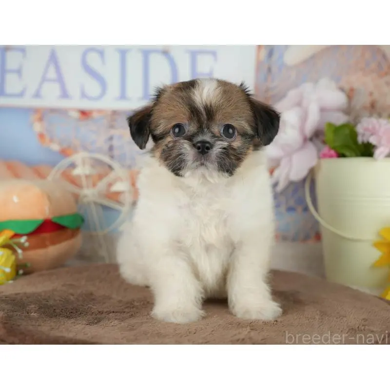 販売中の千葉県のチワズー:チワワ×シーズー-455609