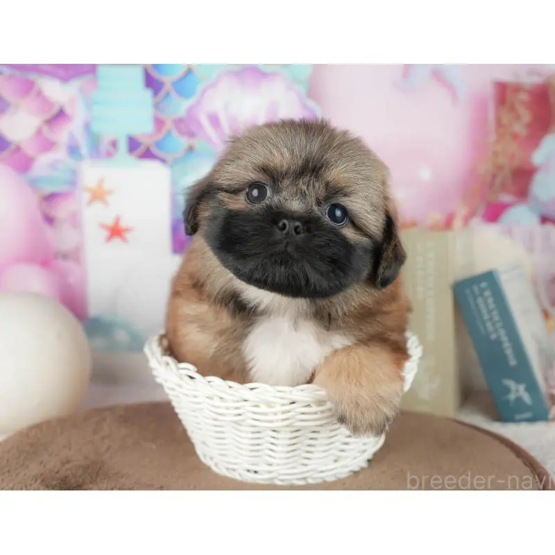 販売中の千葉県のミックス犬-455607