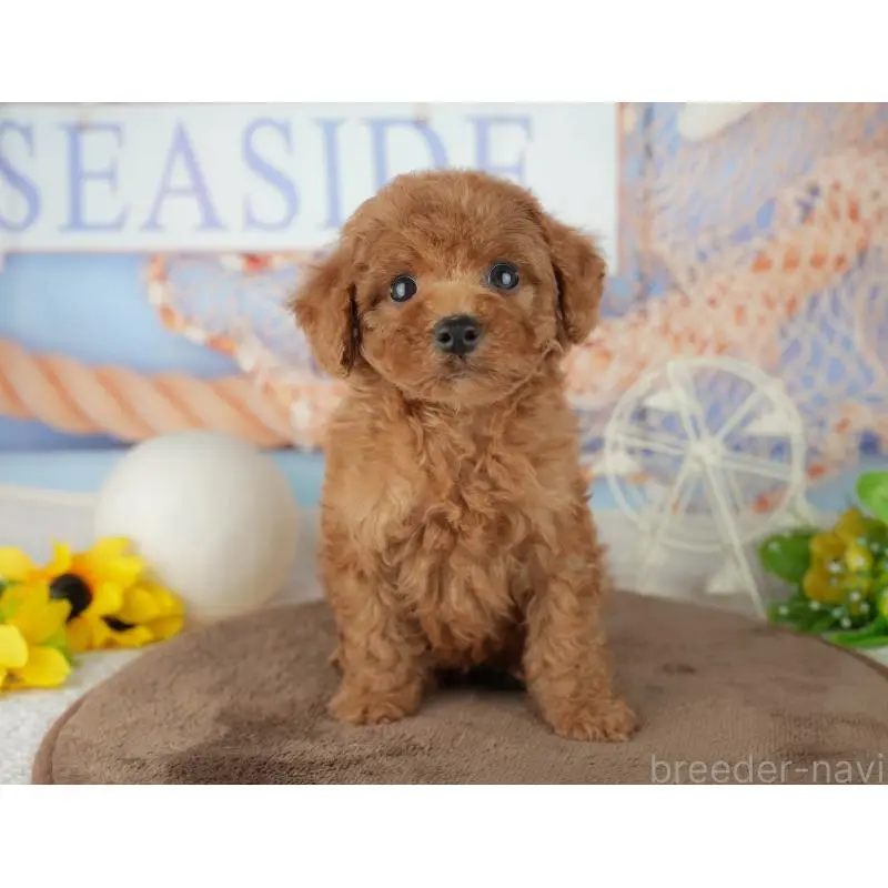 販売中の千葉県のトイプードル-455601