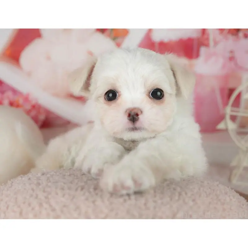 販売中の千葉県のチワマル:チワワ×マルチーズ-455562