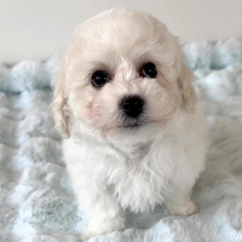 販売中の栃木県のビションフリーゼ-449135