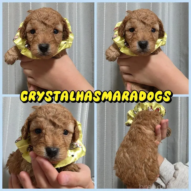 販売中の北海道のトイプードル-455449