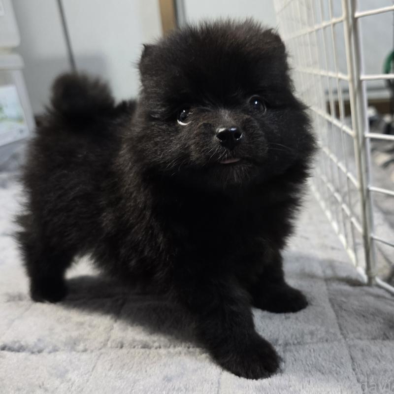 販売中の岡山県のポメラニアン-453082