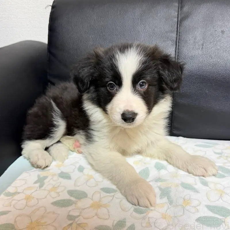 販売中の埼玉県のボーダーコリー-455467