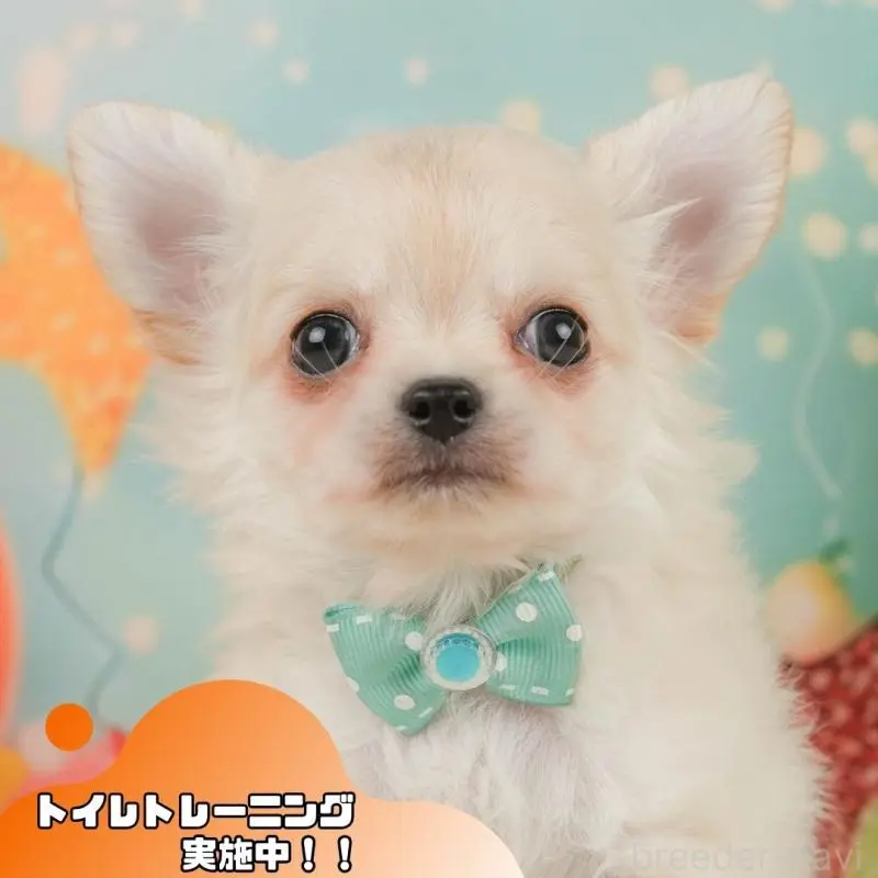 販売中の静岡県のチワワ(ロングコート)-455495