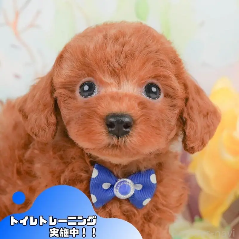 販売中の静岡県のトイプードル-455496