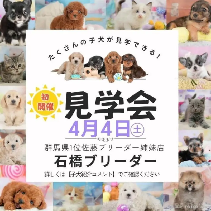 販売中の群馬県のマルプー:マルチーズ×トイプードル-455772