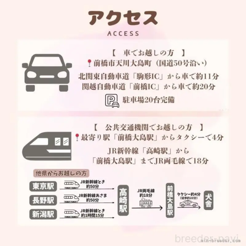 販売中の群馬県のマルプー:マルチーズ×トイプードル-455772