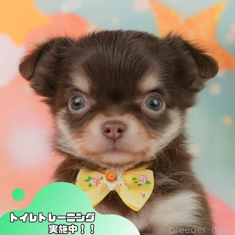 販売中の静岡県のチワワ(ロングコート)-455504