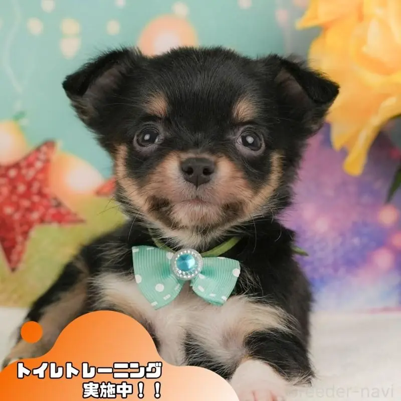 販売中の静岡県のチワワ(ロングコート)-455506