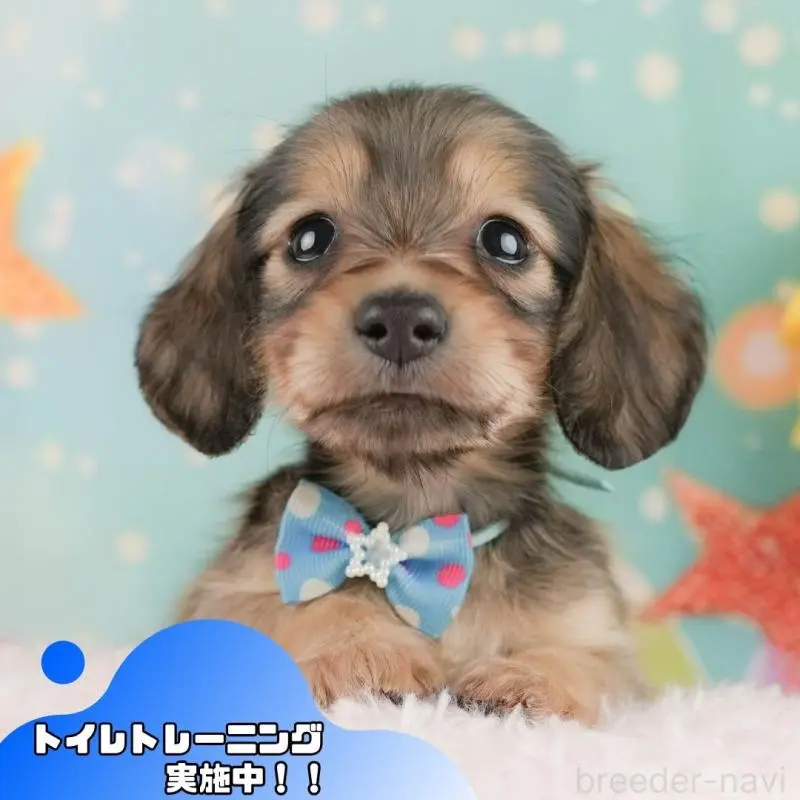 販売中の静岡県のミニチュアダックスフンド(ロングヘアード)-455509