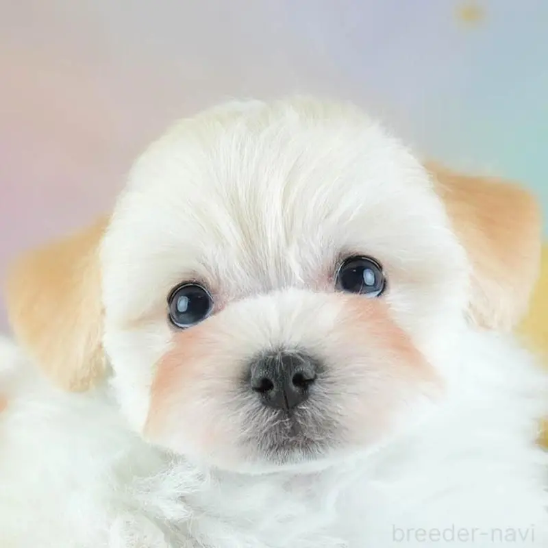 販売中の埼玉県のミックス犬-455591