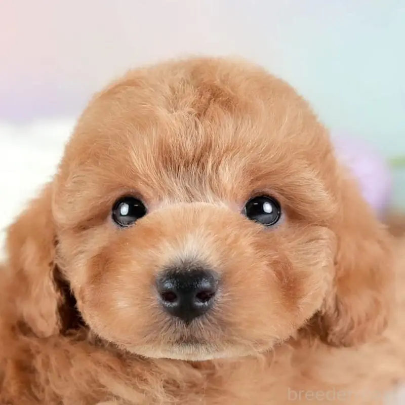 販売中の埼玉県のトイプードル-455582